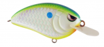 Citrus Shad