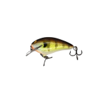 Bold Bluegill