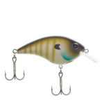MF Bluegill