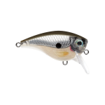 Pearl Grey Shiner