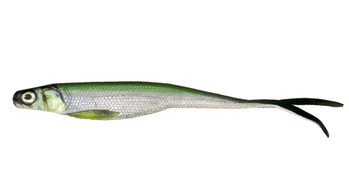 Bio Bait 5.00 DNA Switchback Fluke - Discount Fishing Tackle